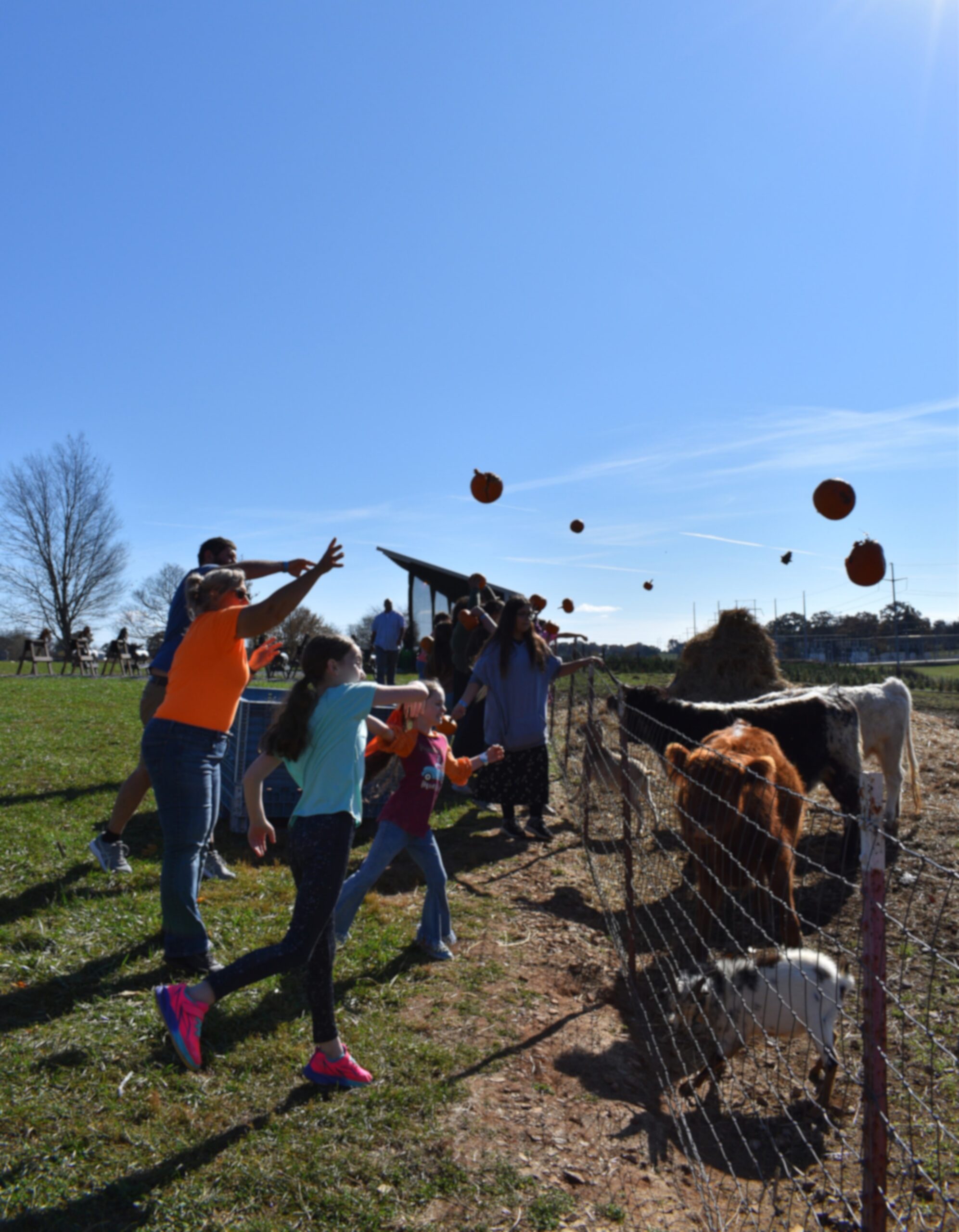 people throwing pumpkins over farm fence to cows.