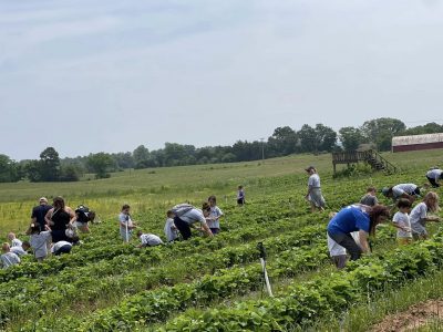 strawberry-picking-fieldtrip