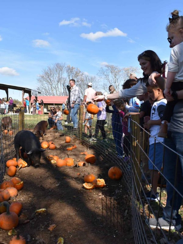 Pumpkin Destruction to the pigs 3 (1)