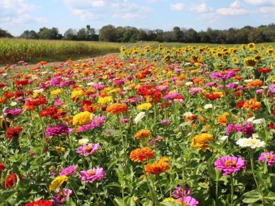 Field of Zinneas